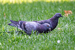 Photo Pigeon